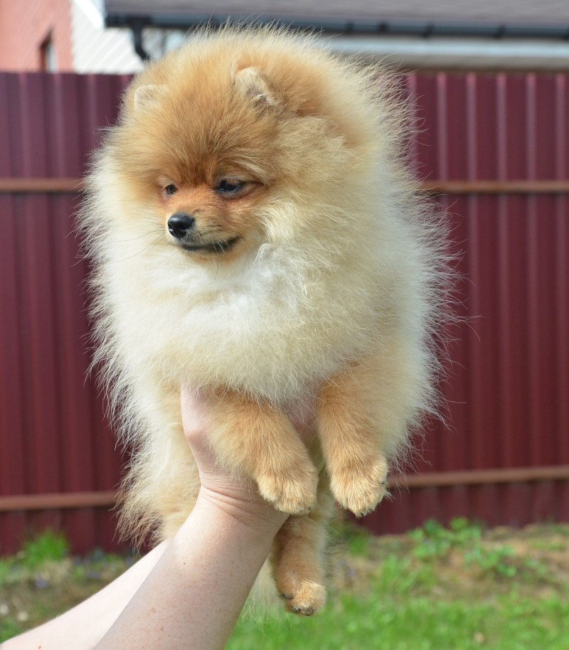 Немецкий шпиц