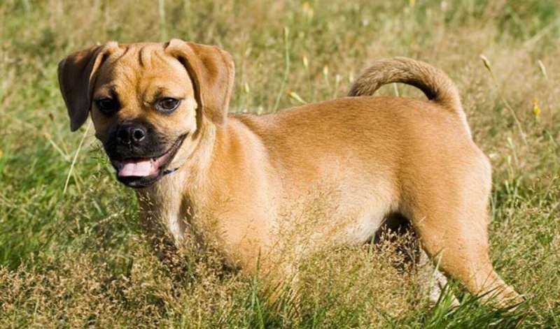 Puggle порода