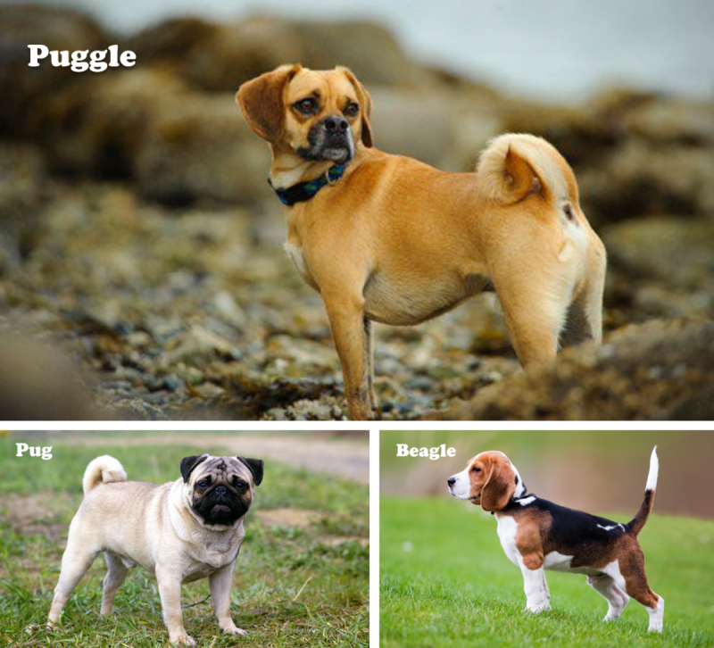 Dog Breed Puggle