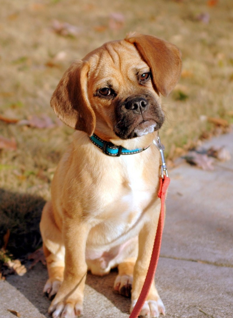 Puggle порода собак