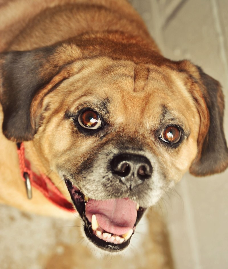 Puggle порода собак