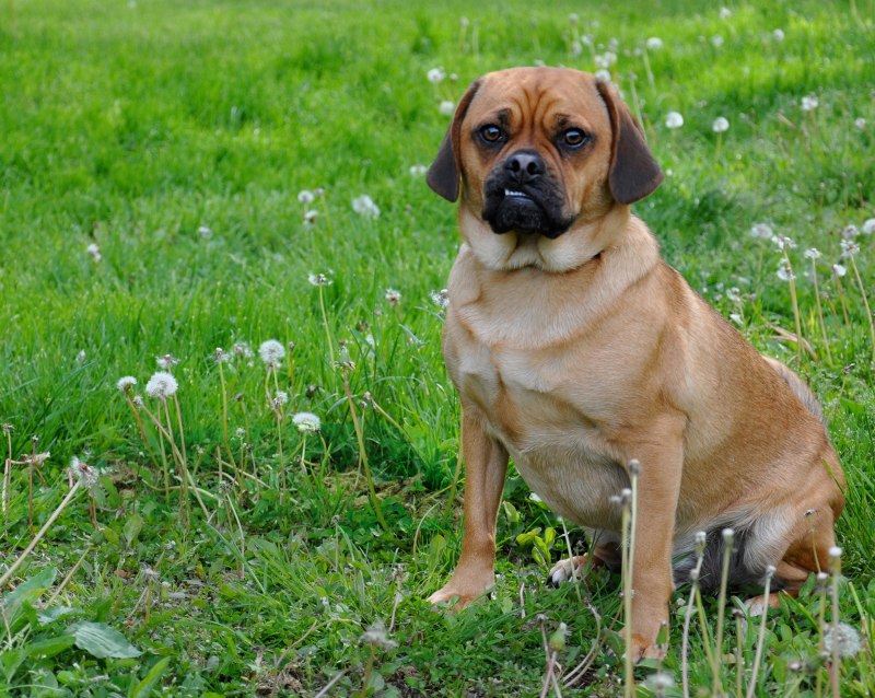 Puggle порода собак