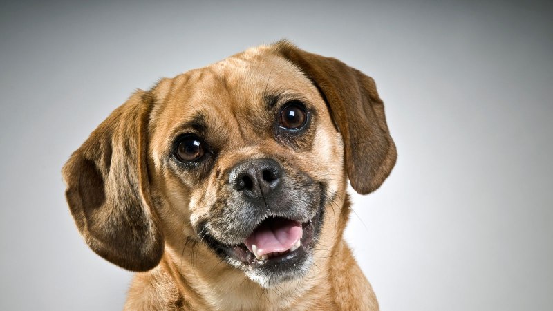Puggle собака