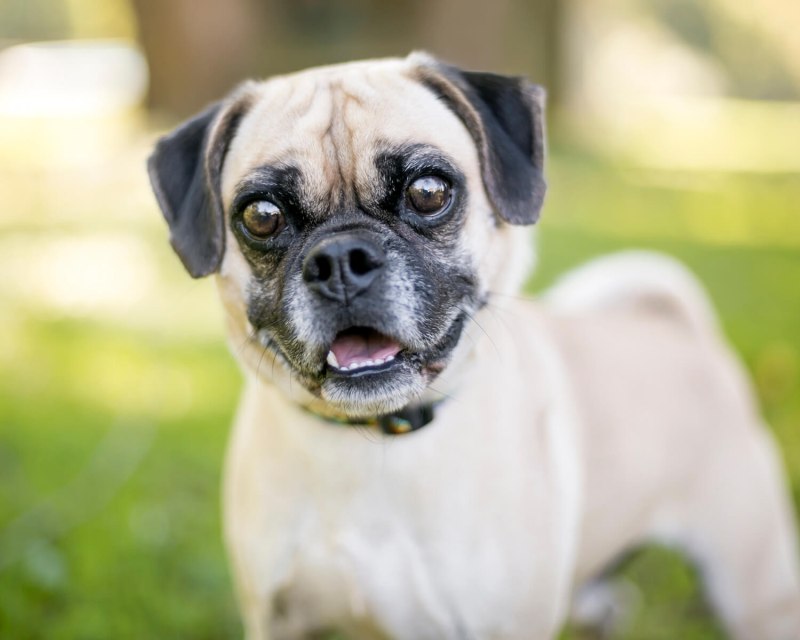 Puggle порода собак