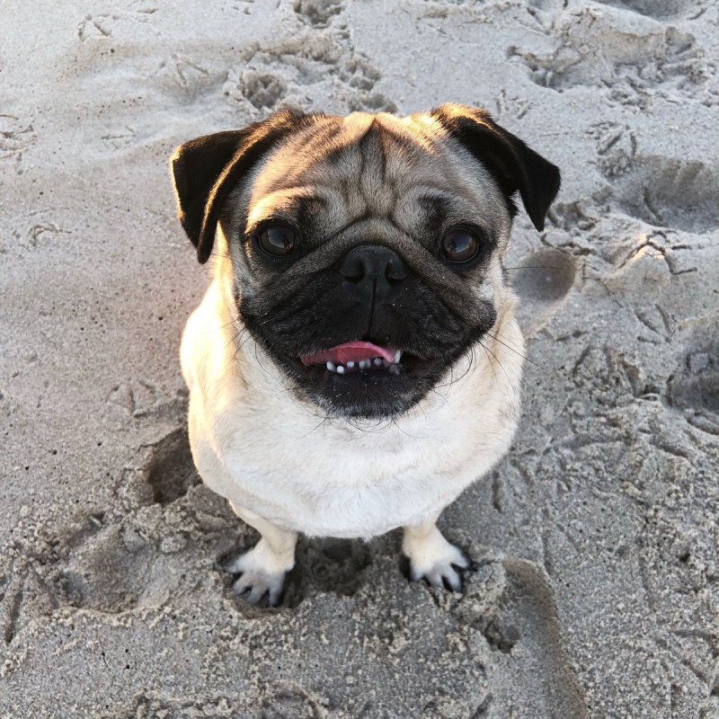 Puggle собака