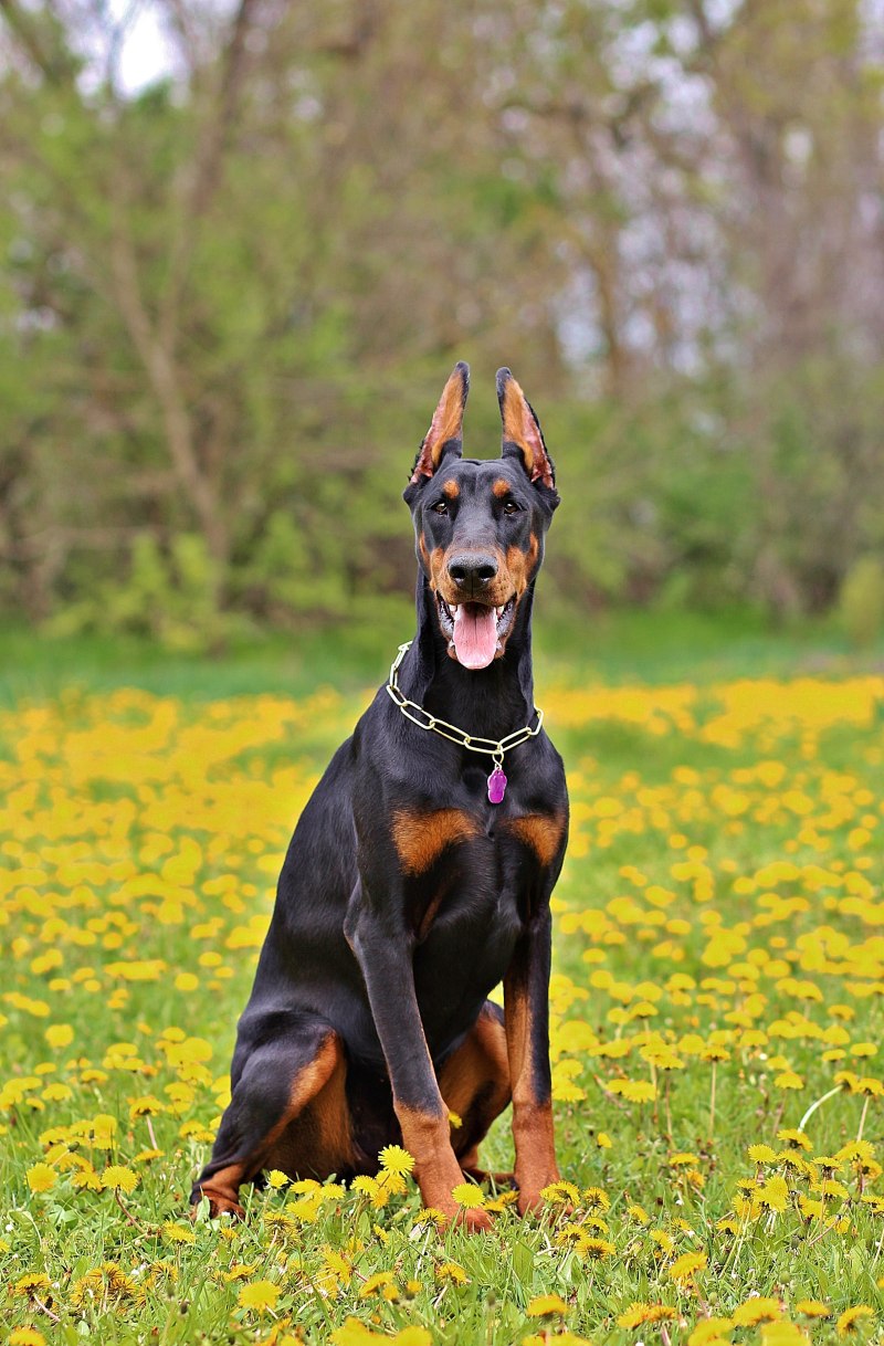 Dobermann sw300cr