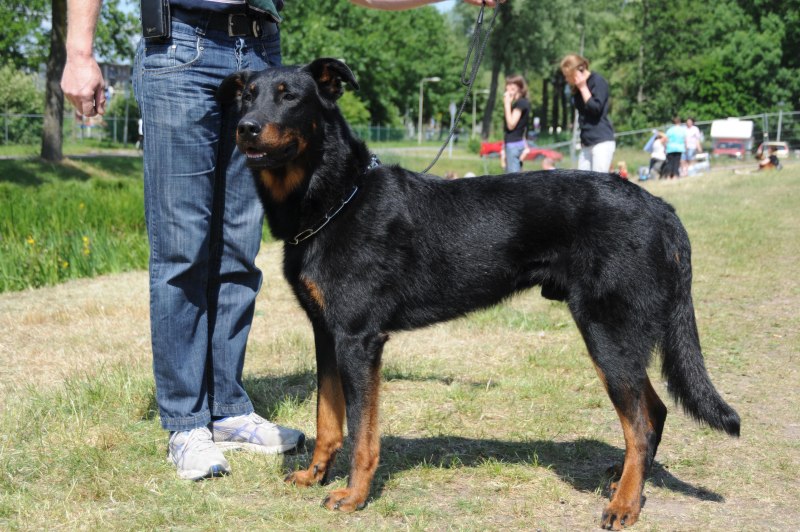 Босерон щенки