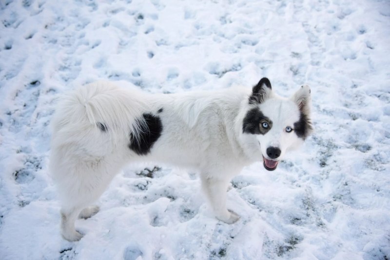 Якутская лайка / yakutskaya laika (Yakutian laika)