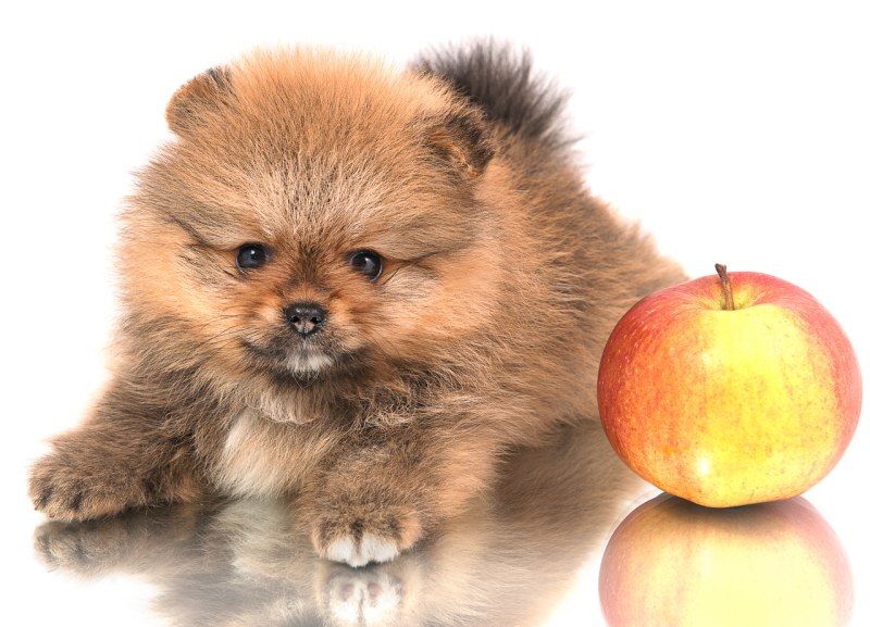89996661000 Питомник VIP_Pom