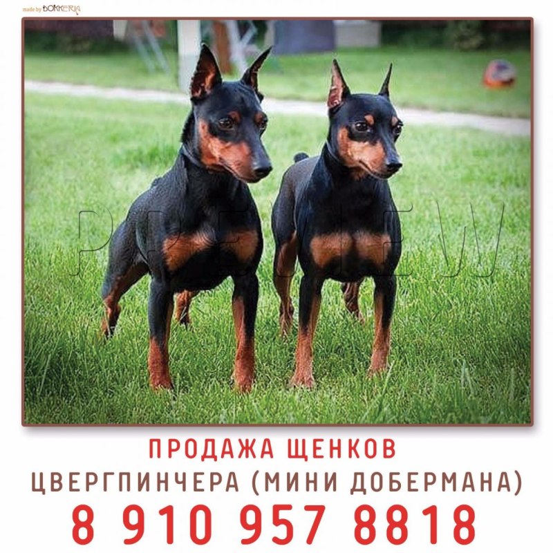 Карликовый Доберман и Доберман