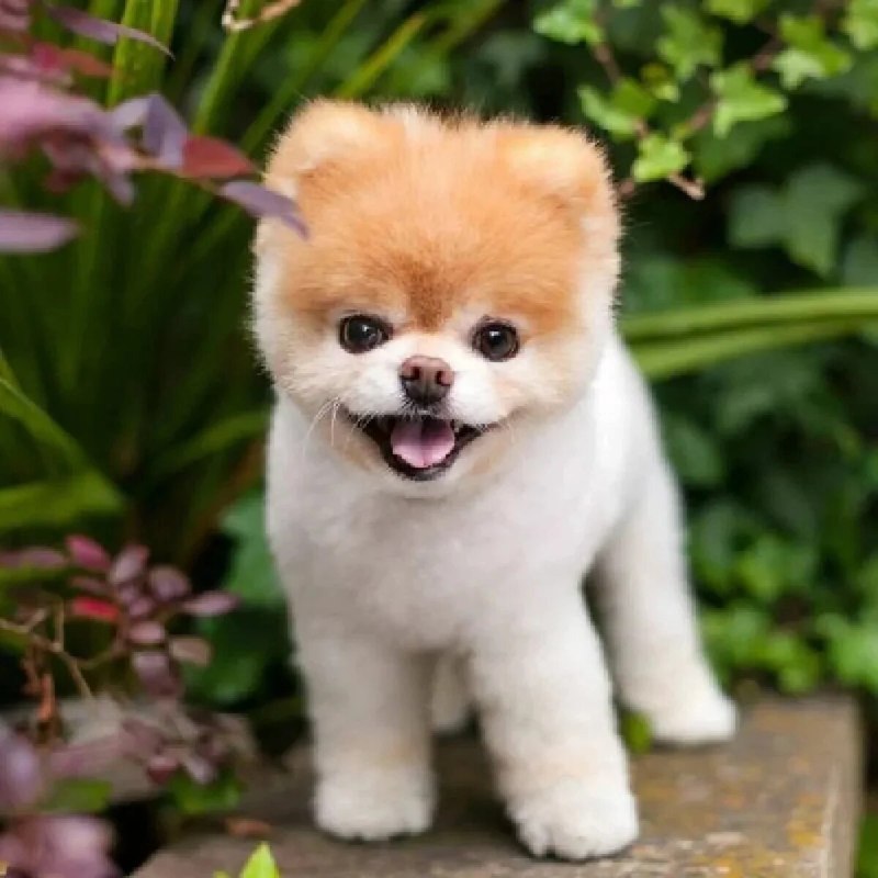 Померанский шпиц Boo