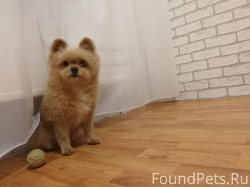 Померанский терьер