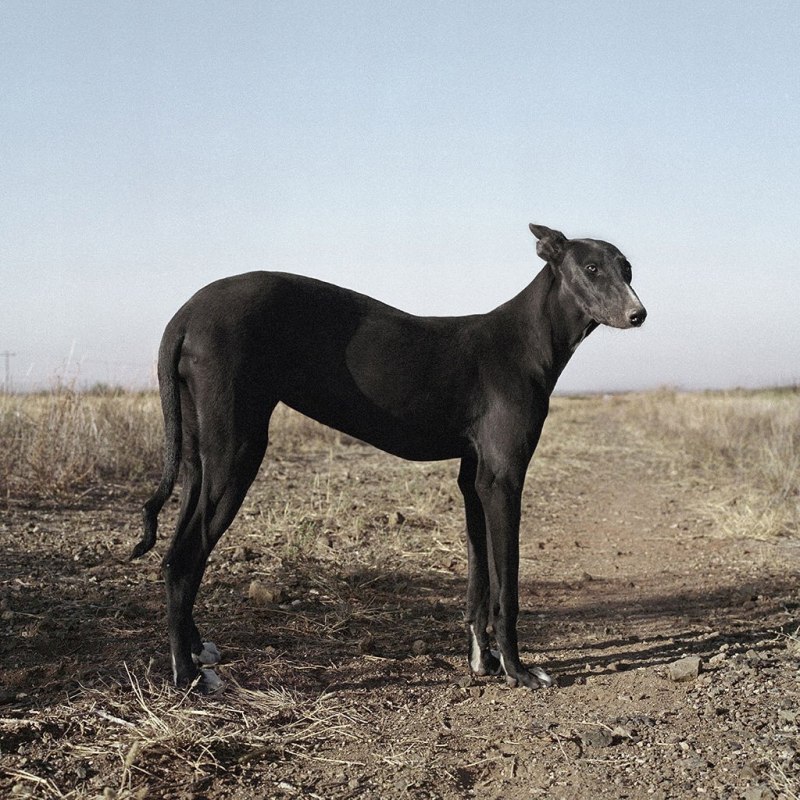 Катангский Лев