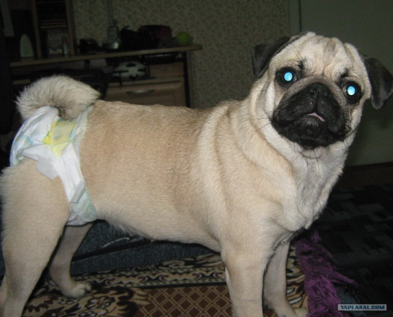 Pet Baronet одежда для собак