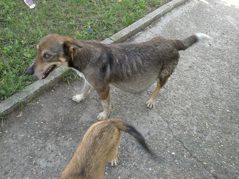 Коронавирус перитонит кошек