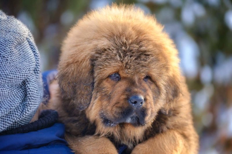 Тибетский мастиф
