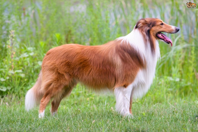 Шелти и корги