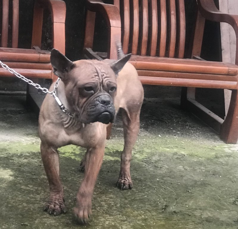 Чунцин / Chongqing Dog с
