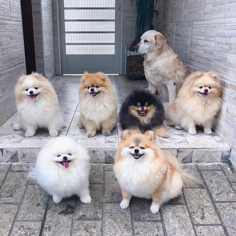 Померанский корги