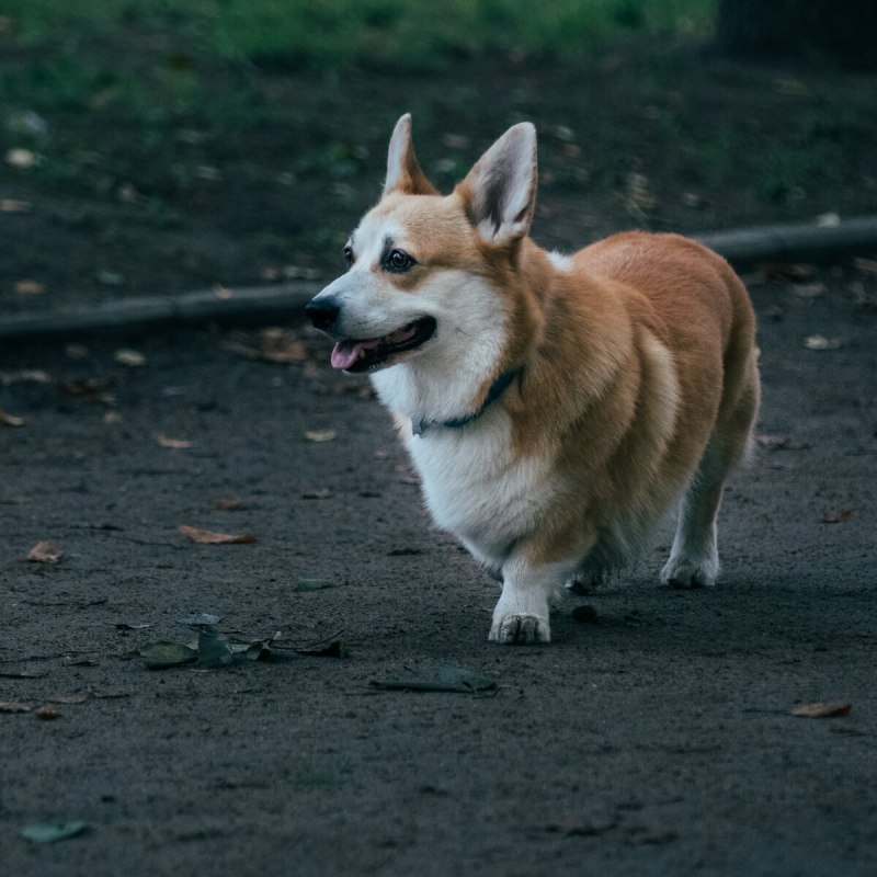 Хаски корги шпиц