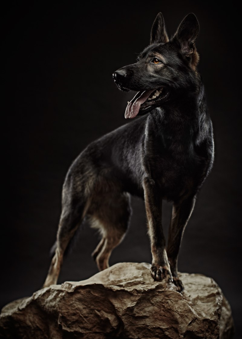Black Ovcharka Sable немецкая