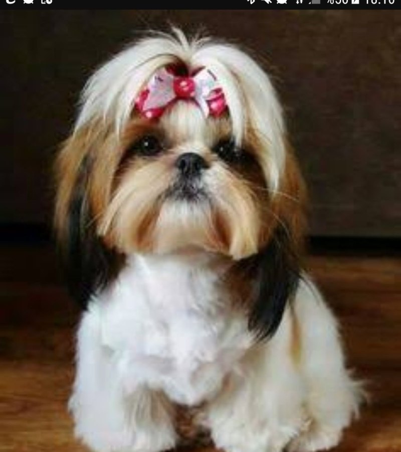 Шицу собака фото