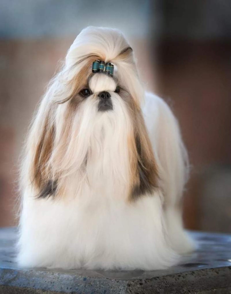 Shih Tzu порода собак
