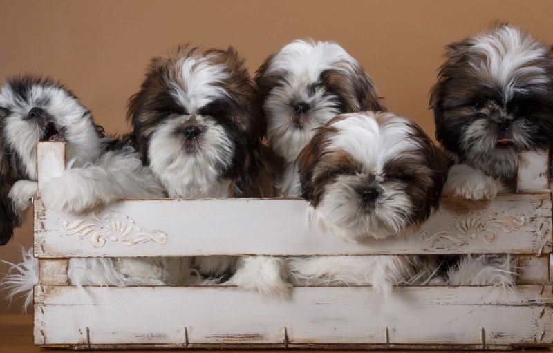 Ши-тцу (Shih Tzu