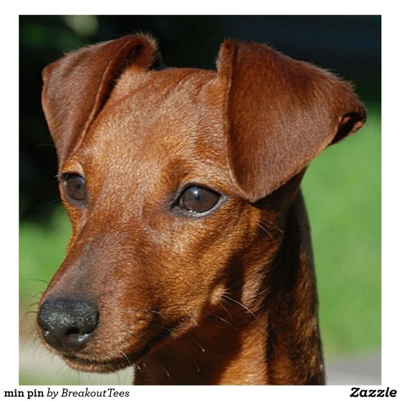Miniature Pinscher Chihuahua Mix