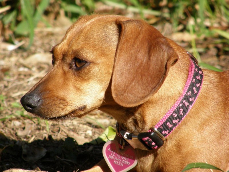 Chiweenie порода собак