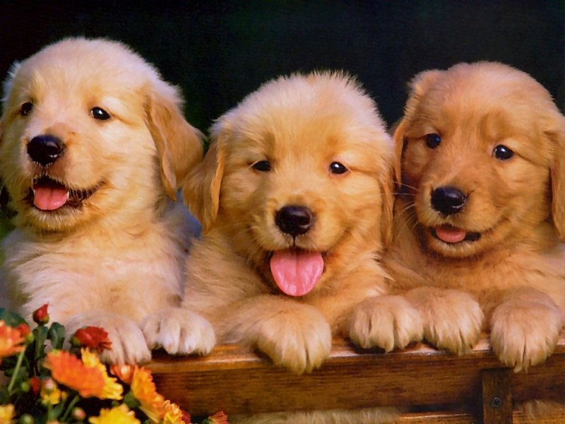 Golden Retriever щенок девочка