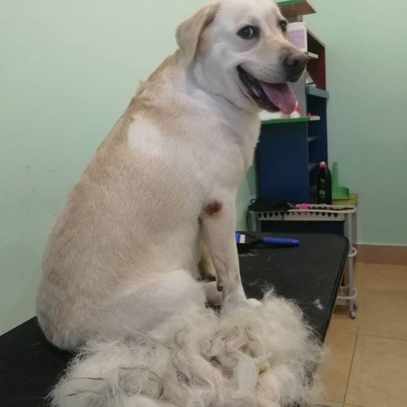Molting собаки