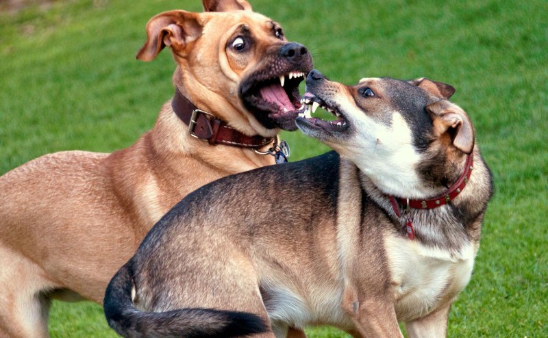 Labrador лабрадор нашкодил