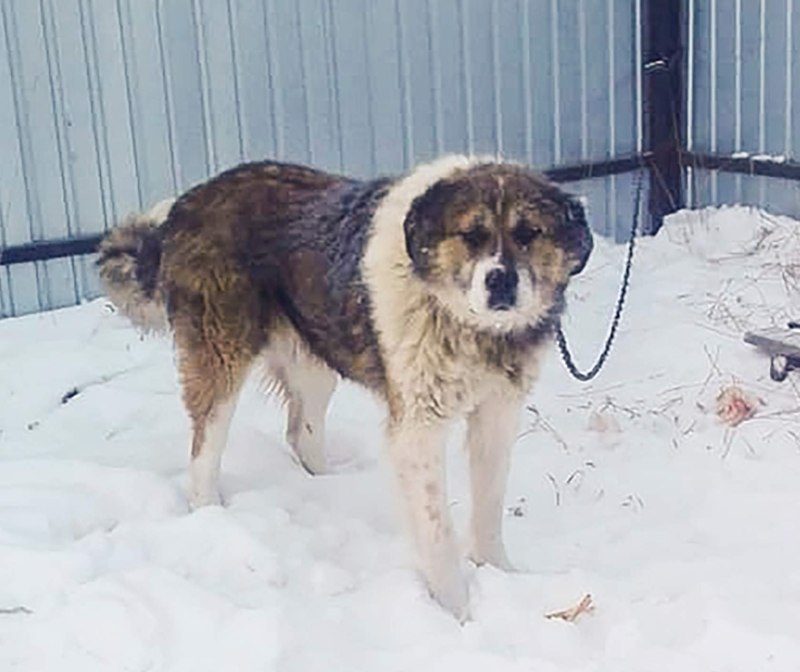 Алабай и шпиц помесь