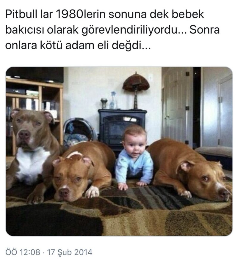 Стаффордширский терьер нянька
