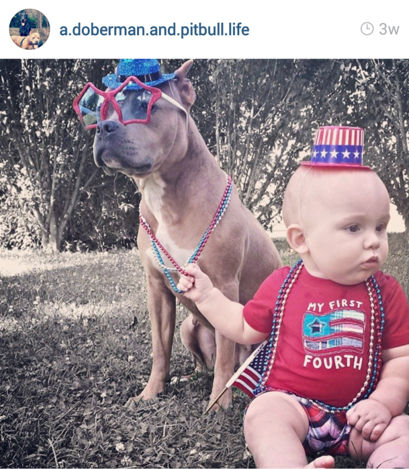 Lil Baby Pitbull