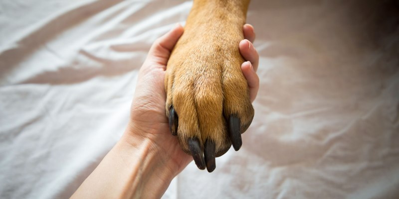 Ранки на подушечках лап у кота