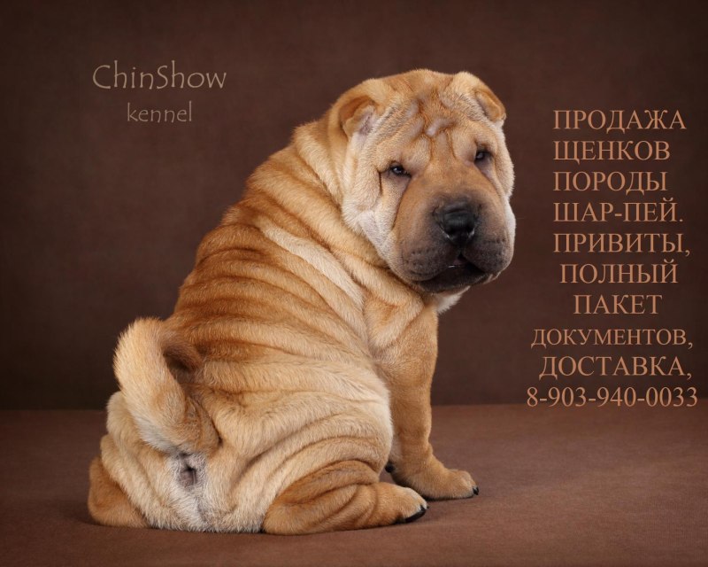Шарпей Эстетика