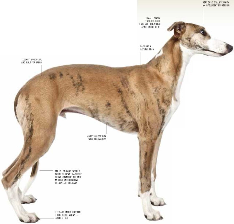 Whippet Puppy
