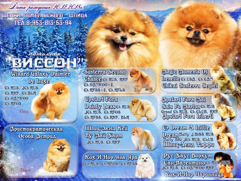 Родословная собаки шпиц