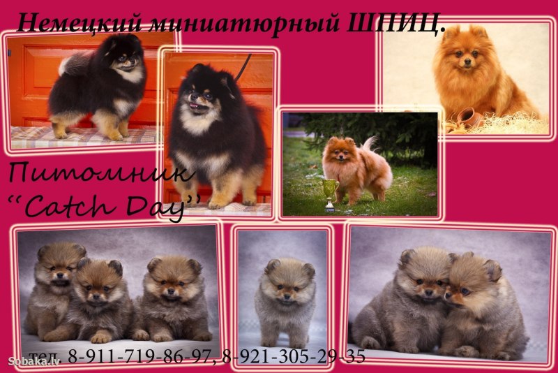 Питомник лаки Дэй Череповец