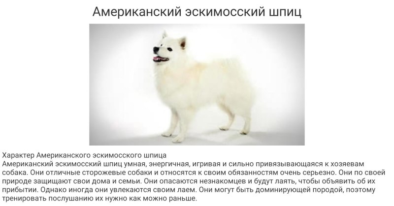 Какой характер у шпица