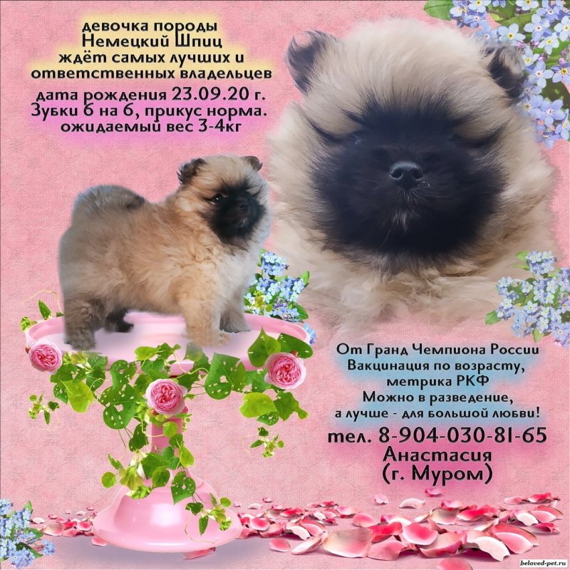 Малый немецкий шпиц рост и вес