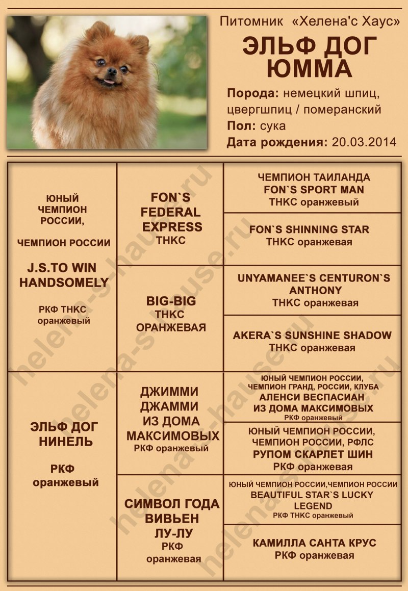 Родословная немецкого шпица