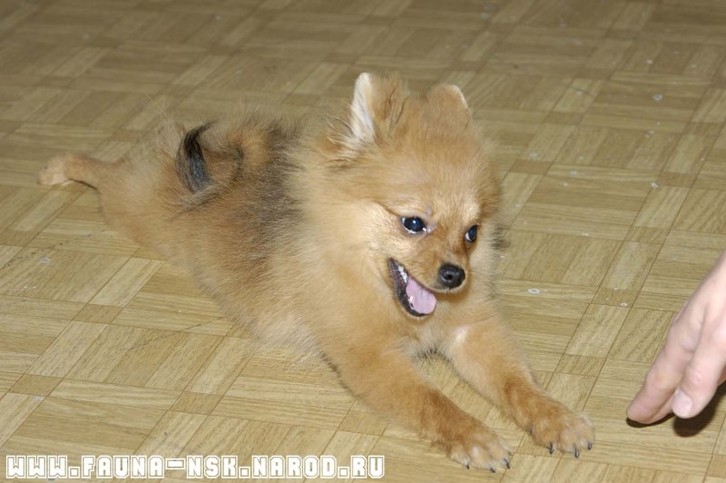 Собаки породы померанский шпиц