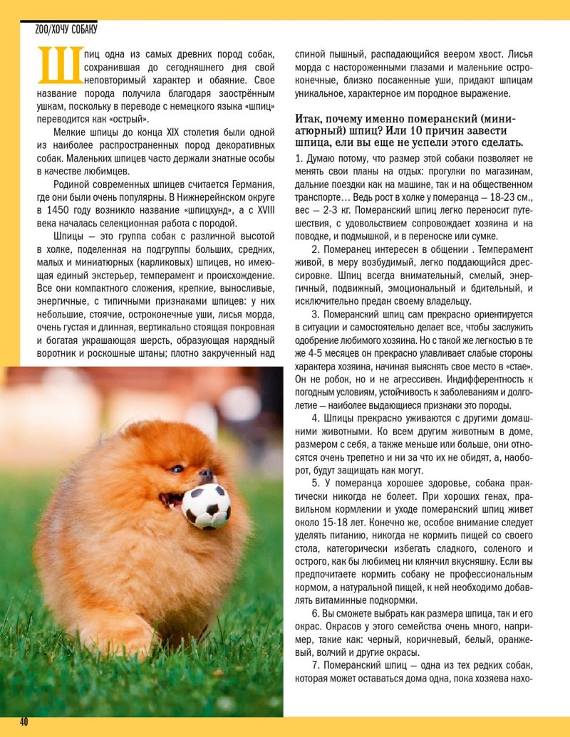 Вес померанского шпица