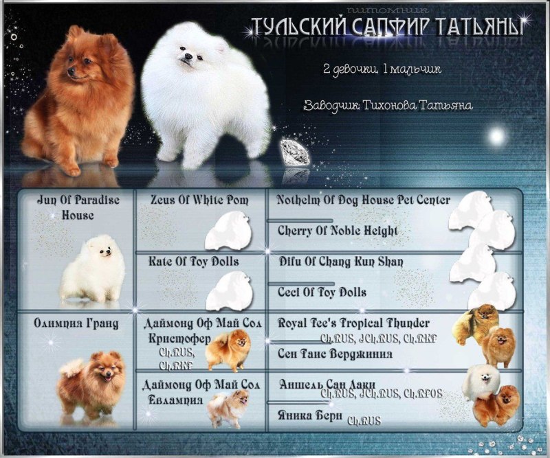 Шпиц Продолжительность жизни