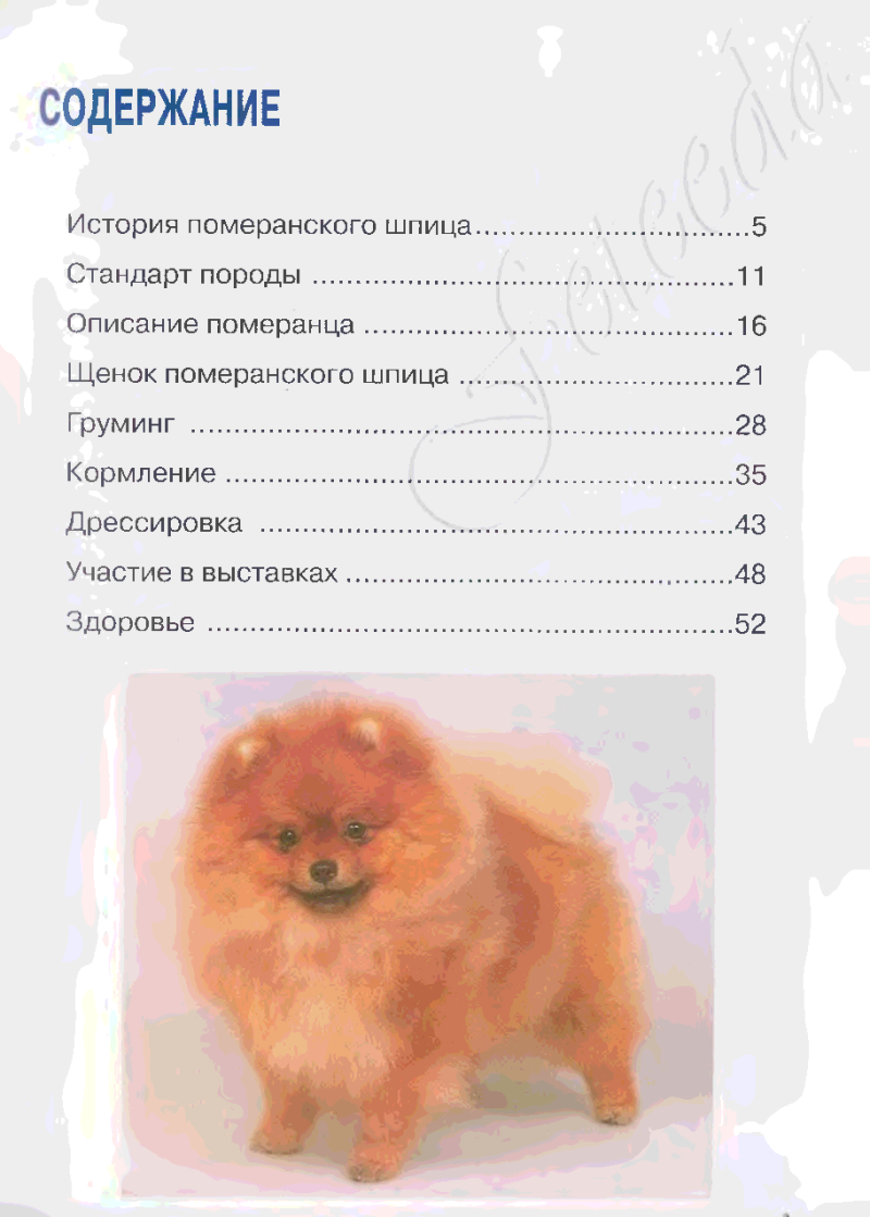 Окрасы шпицев таблица