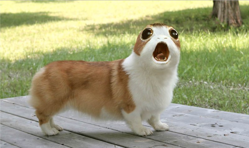 Вельш корги спаниель
