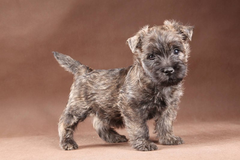 Historic Scotland and Breed Scottie